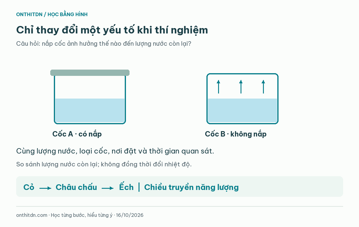 Hai cốc nước có nắp và không nắp; chuỗi thức ăn cỏ, châu chấu, ếch